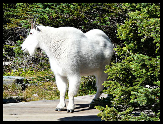 chèvre des Rocheuses